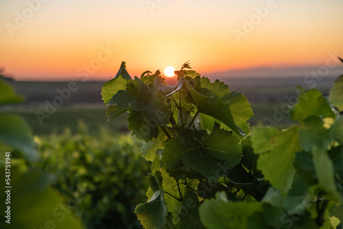 The vineyards in the early morning