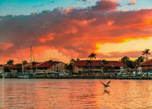 sunset on the beach Pelican is flying near sailboat 