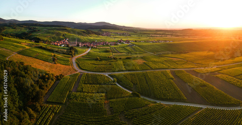 autumnal view of the alsace vineyards