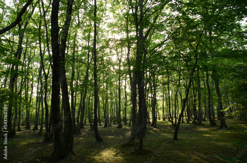Obraz premium 木漏れ陽