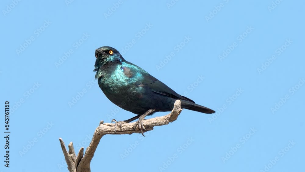 Cape Glossy Starling, or Lamprotornis nitens, in Kruger National Park, South Africa Cape Glossy Starling, or Lamprotornis nitens, in Kruger National Park, South Africa