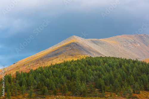 Dramatic motley autumn landscape with sunlit high mountain top and coniferous forest on vivid slope in sunlight under rainy clouds in sky. Scenic fading autumn colors on mountain in changeable weather