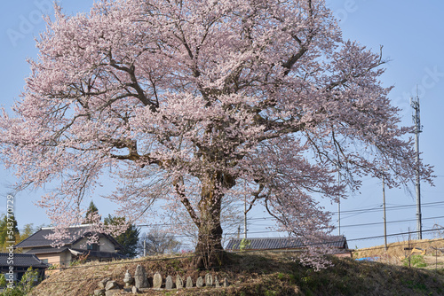 Six Jizo statues and cherry blossoms in full bloom on a hill with a great view