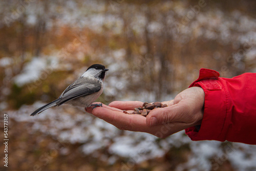 A little bird eats from the girl's hand. Autumn background