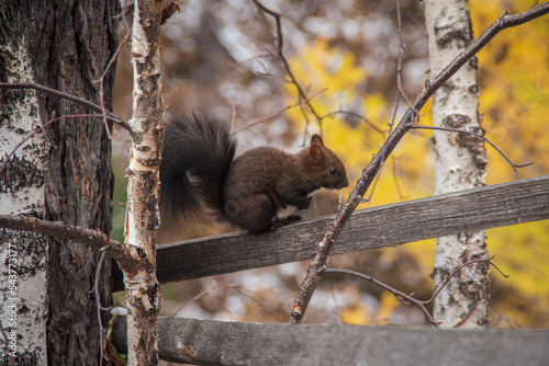A little squirrel sits and looks into the distance. Нellow autumn leaves are in the background