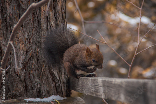 Brown squirrel sitting on fence. Autumn background
