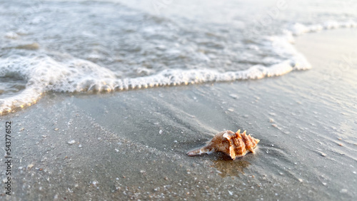 A sea shell on the beach