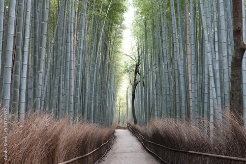 京都嵐山 竹林の小径を往く