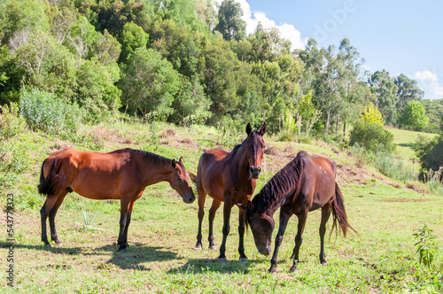 Wild horses with a forest in the background