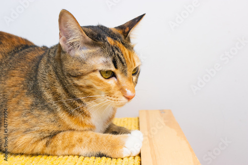 three color cat on the wooden toy laying down in fromt of the whitte background