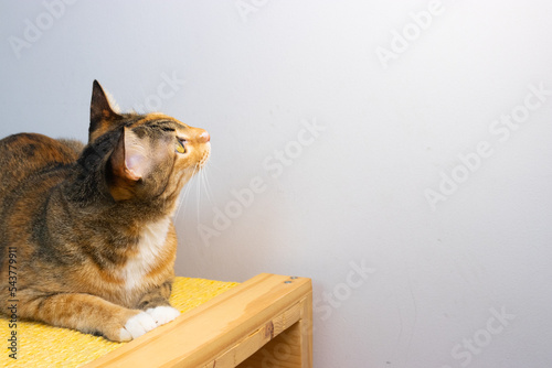 three color cat on the wooden toy laying down in fromt of the whitte background