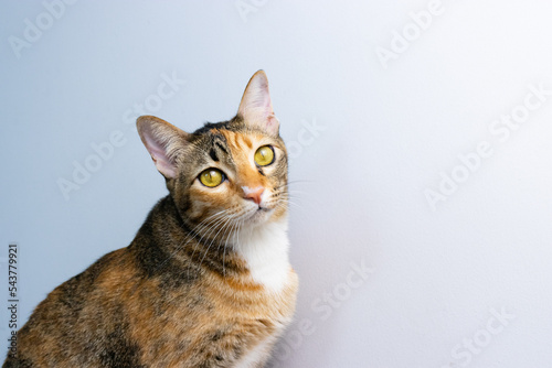 three color cat on the wooden toy laying down in fromt of the whitte background
