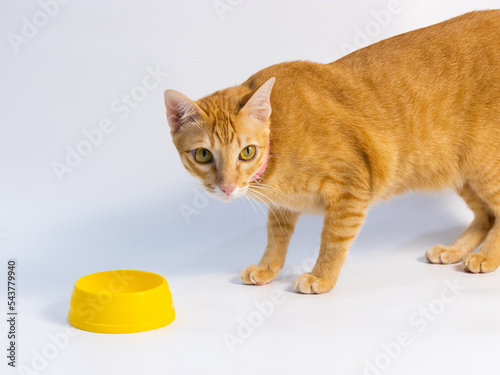orange cat looking to the camera in front of white background