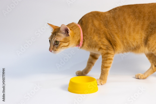 orange cat walking in front of white background