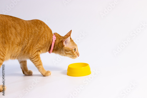 orange cat walking in front of white background