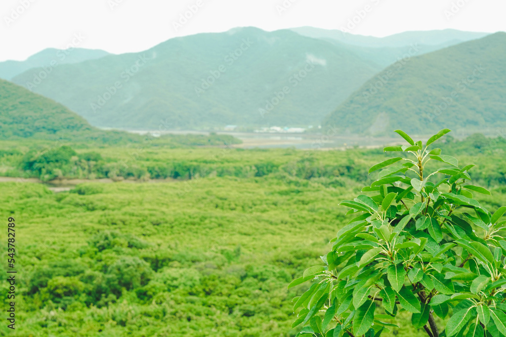 Obraz premium 奄美大島のマングローブ林