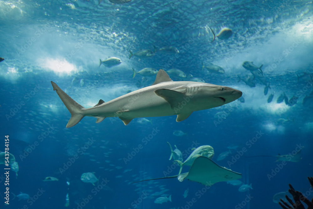 Obraz premium Aquarium shark passing by