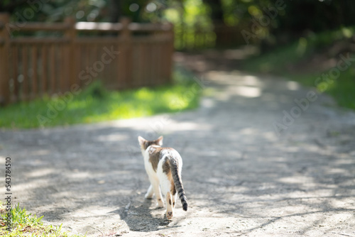 朝の公園で歩く野良猫