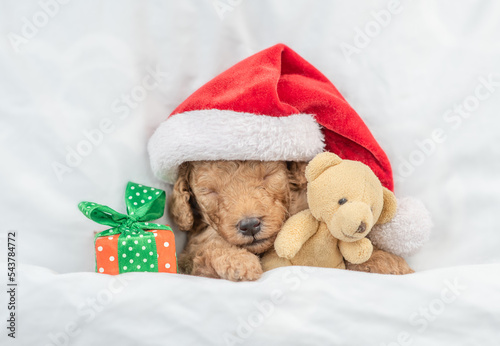 Tiny Toy Poodle puppy wearing red santa hat sleeps with gift box and toy bear under white blanket at home. Top down view