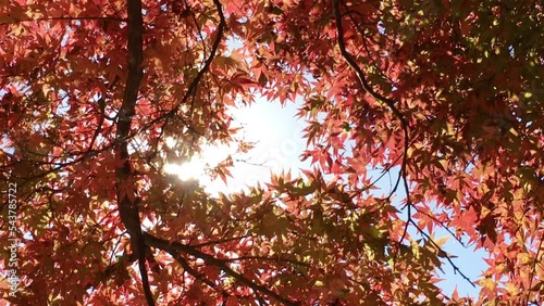 紅葉したもみじと逆光の太陽