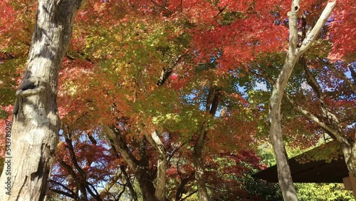 高尾山山頂の紅葉したもみじ、ティルトアップ