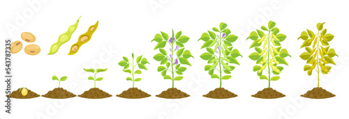 Soybean growth is gradual. Phases of development of leguminous plants. Cycle of growing beans in agriculture