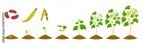 Stages of kidney bean growth. Growing legumes from seed. Seedling development vector illustration