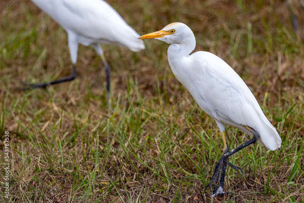 Cattle Egret (Bubulcus ibis) in a field hunting insects. Cattle Egret (Bubulcus ibis) in a field hunting insects.