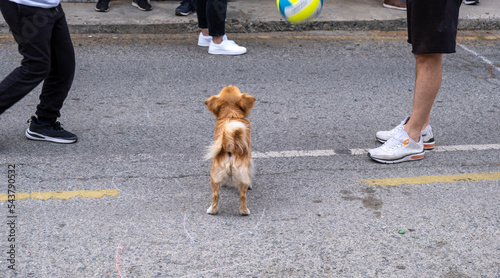 Children playing games outdoor,. Have fun in the street.Dog watching
