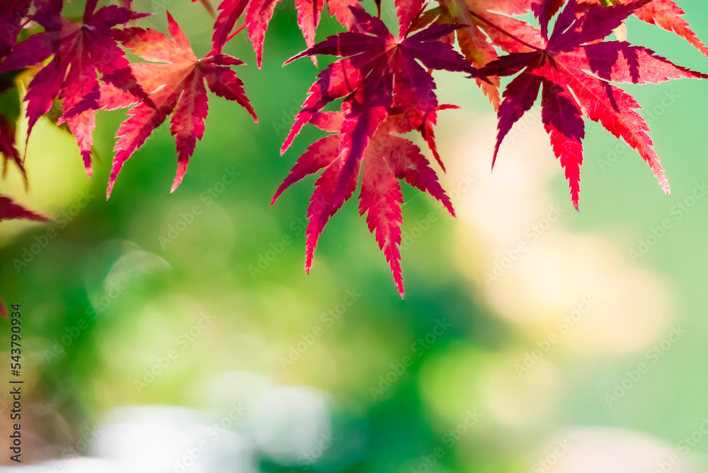 秋の池と紅葉 滋賀県びわこ文化公園 夕照の庭 秋の池と紅葉 滋賀県びわこ文化公園 夕照の庭