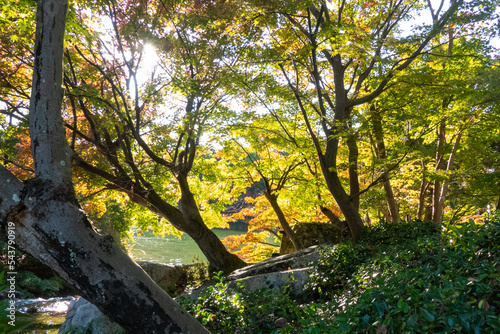 秋の池と紅葉 滋賀県びわこ文化公園 夕照の庭