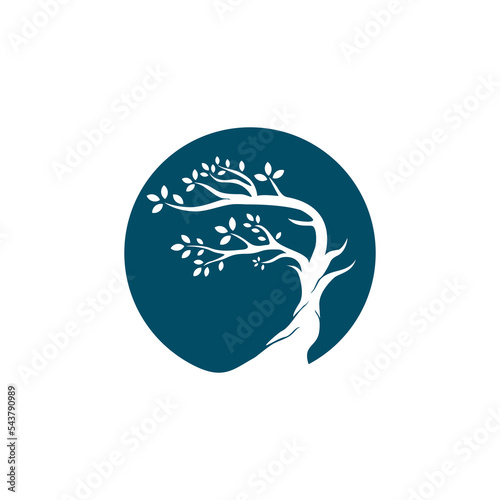 Bonsai logo design, tree icon vector illustration