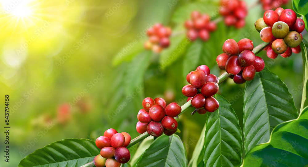 Fototapeta premium Coffee beans on tree with sunrise background.