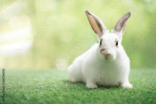 Little rabbit sitting or playing on green grass , Cute rabbit in the meadow on garden nature background during spring