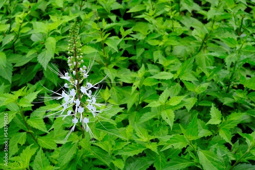 White Orthosiphon Aristatus Flower in the Park. photo