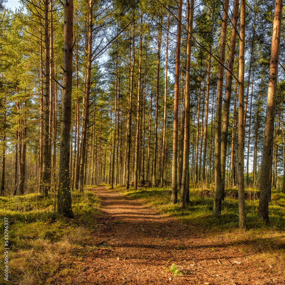 Fototapeta premium Road in a pine forest in the Leningrad region in autumn.