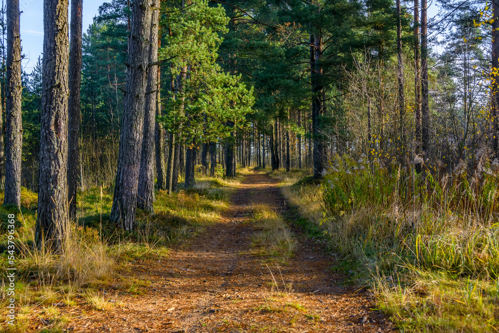Obraz premium Road in a pine forest in the Leningrad region in autumn.