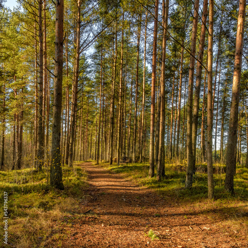 Fototapeta Naklejka Na Ścianę i Meble -  Road in a pine forest in the Leningrad region in autumn.