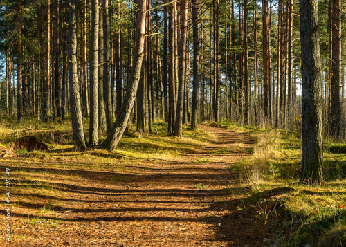 Road in a pine forest in the Leningrad region in autumn.