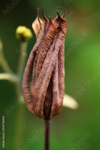 Orlik wachlarzowaty Nana Alba Aquilegia flabellata photo