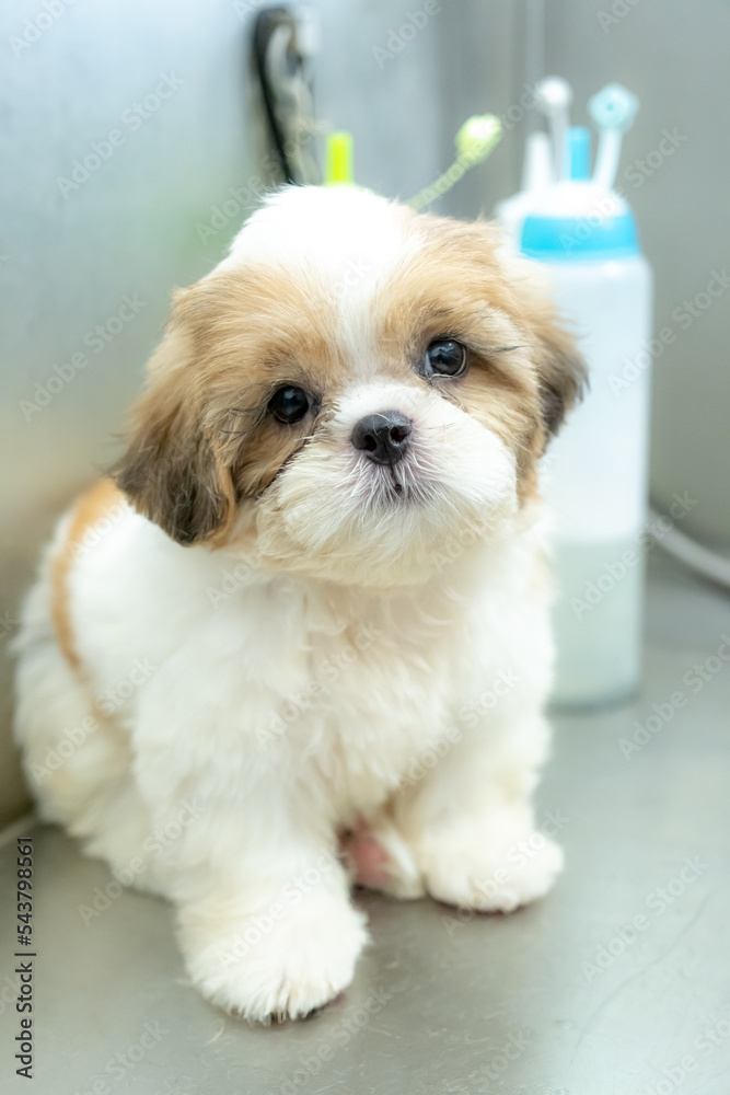 Grooming dog and cat for hygiene and clean by professional and tool, equipment at modern and shampoo skin care . dog happiness by hairstyle at modern. dog will have happiness by spa relax. Grooming dog and cat for hygiene and clean by professional and tool, equipment at modern and shampoo skin care . dog happiness by hairstyle at modern. dog will have happiness by spa relax.