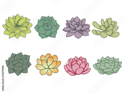 Cactus and juicy set in doodle style. Top view. Various green house cacti collection in flat design. Editable vector illustration on white background. 