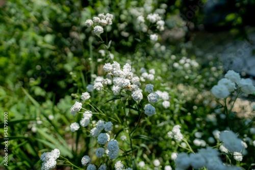 Closeup of white wild pellitory (Achillea ptarmica) flowers in a green shrub on a sunny day photo