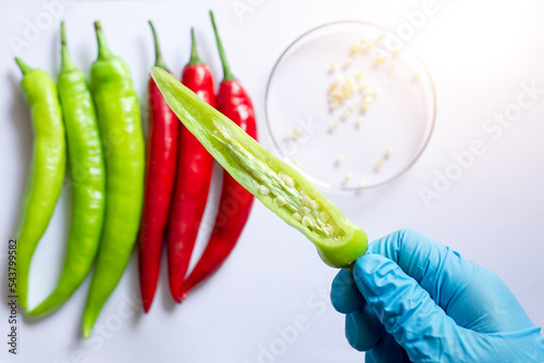 Принти на полотні Closeup of the scientist' hand shows the inside of green chili to check disease and plant fertility for food quality control before to market