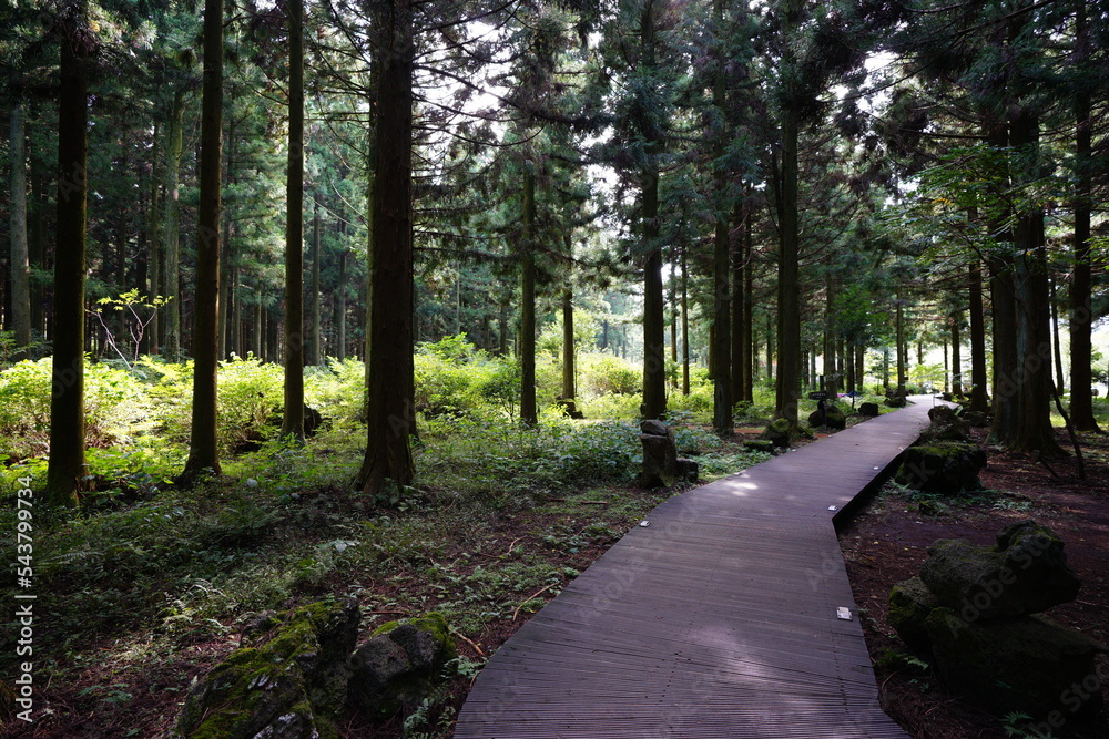 Naklejka premium refreshing cedar forest and pathway in the gleaming sunlight