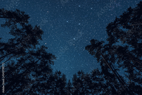 a Night sky in a pine forest at Christmas day