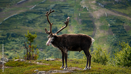 Reindeer in sweden