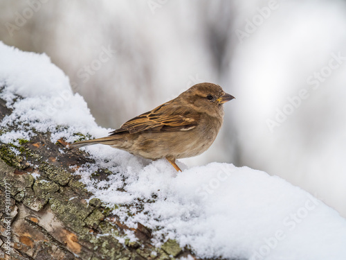 Sparrow sits on a tree trunk with snow in winter.
