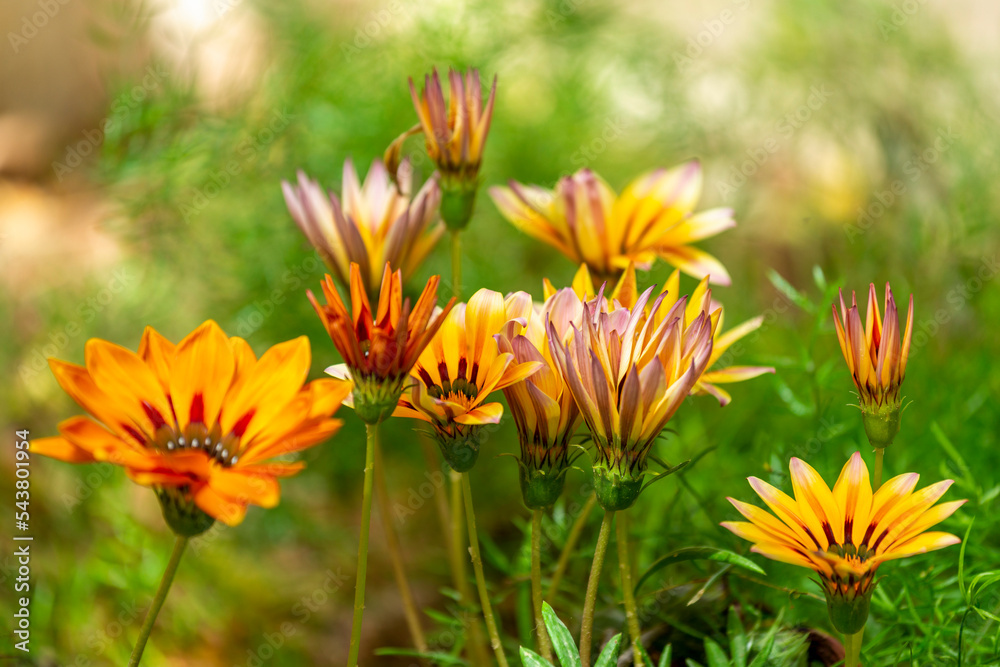 Les zinnias Les zinnias