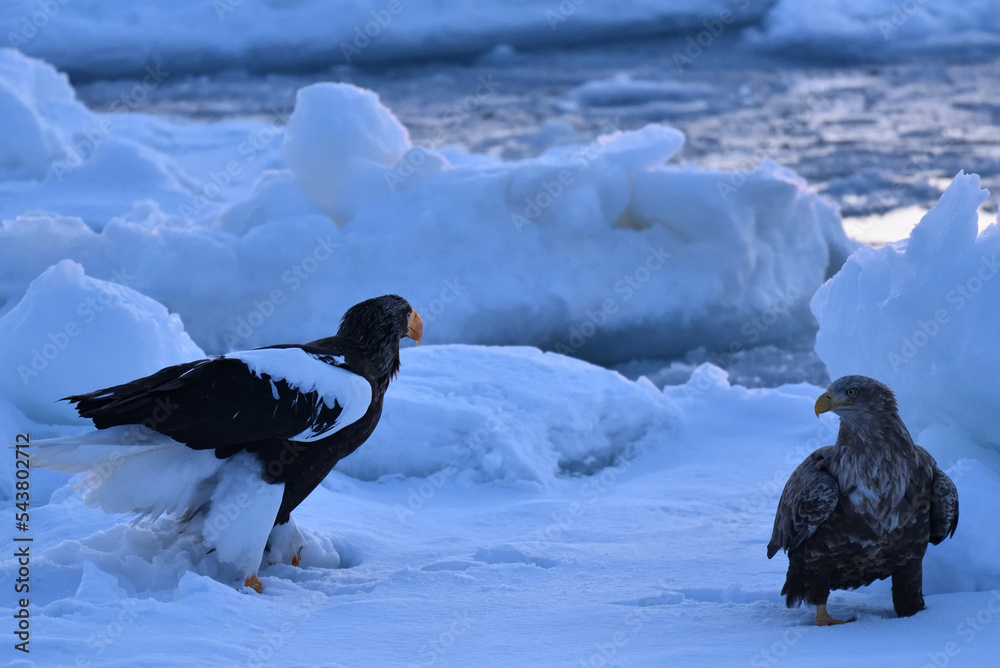 Bird watching with floating ices in winter Bird watching with floating ices in winter